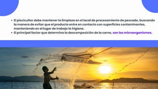 El piscicultor debe mantener la limpieza en el local de procesamiento de pescado, buscando
la manera de evitar que el producto entre en contacto con superficies contaminantes,
manteniendo en el lugar de trabajo la higiene.
El principal factor que determina la descomposición de la carne, son los microorganismos.
 