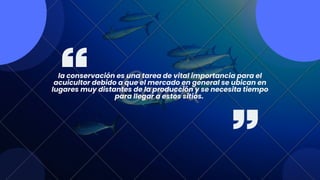 la conservación es una tarea de vital importancia para el
acuicultor debido a que el mercado en general se ubican en
lugares muy distantes de la producción y se necesita tiempo
para llegar a estos sitios.
 