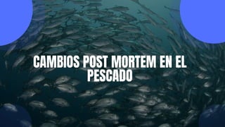 CAMBIOS POST MORTEM EN EL
PESCADO
 