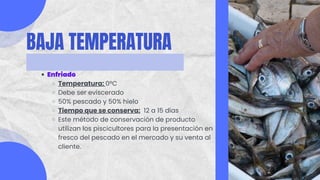 BAJA TEMPERATURA
Enfriado
Temperatura: 0°C
Debe ser eviscerado
50% pescado y 50% hielo
Tiempo que se conserva: 12 a 15 días
Este método de conservación de producto
utilizan los piscicultores para la presentación en
fresco del pescado en el mercado y su venta al
cliente.
 