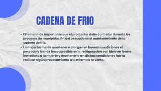 CADENA DE FRIO
El factor más importante que el productor debe controlar durante los
procesos de manipulación del pescado es el mantenimiento de la
cadena de frio.
La mejor forma de mantener y alargar en buenas condiciones el
pescado y lo más fresca posible es la refrigeración con hielo en forma
inmediata a la muerte y mantenerlo en dichas condiciones hasta
realizar algún procesamiento a la misma o la venta.
 