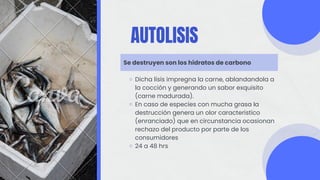 AUTOLISIS
Se destruyen son los hidratos de carbono
Dicha lisis impregna la carne, ablandandola a
la cocción y generando un sabor exquisito
(carne madurada).
En caso de especies con mucha grasa la
destrucción genera un olor característico
(enranciado) que en circunstancia ocasionan
rechazo del producto por parte de los
consumidores
24 a 48 hrs
 