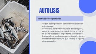 AUTOLISIS
Destrucción de proteinas
Ya son acompañados por una multiplicación
microbiana.
conlleva la pérdida de líquidos de los tejidos,
generándose la destrucción total de la carne.
En dicho aspecto es importante resaltar que
las proteínas son los componentes principales
de la membrana celular que retiene el líquido
citoplasmático.
 