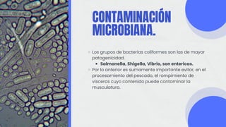 CONTAMINACIÓN
MICROBIANA.
Los grupos de bacterias coliformes son las de mayor
patogenicidad.
Salmonella, Shigella, Vibrio, son entericas.
Por lo anterior es sumamente importante evitar, en el
procesamiento del pescado, el rompimiento de
vísceras cuyo contenido puede contaminar la
musculatura.
 