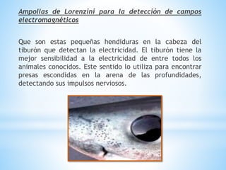Ampollas de Lorenzini para la detección de campos
electromagnéticos
Que son estas pequeñas hendiduras en la cabeza del
tiburón que detectan la electricidad. El tiburón tiene la
mejor sensibilidad a la electricidad de entre todos los
animales conocidos. Este sentido lo utiliza para encontrar
presas escondidas en la arena de las profundidades,
detectando sus impulsos nerviosos.
 