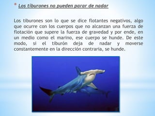 * Los tiburones no pueden parar de nadar
Los tiburones son lo que se dice flotantes negativos, algo
que ocurre con los cuerpos que no alcanzan una fuerza de
flotación que supere la fuerza de gravedad y por ende, en
un medio como el marino, ese cuerpo se hunde. De este
modo, si el tiburón deja de nadar y moverse
constantemente en la dirección contraria, se hunde.
 