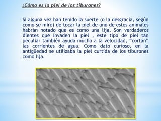 ¿Cómo es la piel de los tiburones?
Si alguna vez han tenido la suerte (o la desgracia, según
como se mire) de tocar la piel de uno de estos animales
habrán notado que es como una lija. Son verdaderos
dientes que invaden la piel , este tipo de piel tan
peculiar también ayuda mucho a la velocidad, “cortan”
las corrientes de agua. Como dato curioso, en la
antigüedad se utilizaba la piel curtida de los tiburones
como lija.
 