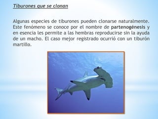Tiburones que se clonan
Algunas especies de tiburones pueden clonarse naturalmente.
Este fenómeno se conoce por el nombre de partenogénesis y
en esencia les permite a las hembras reproducirse sin la ayuda
de un macho. El caso mejor registrado ocurrió con un tiburón
martillo.
 