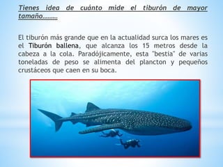Tienes idea de cuánto mide el tiburón de mayor
tamaño………
El tiburón más grande que en la actualidad surca los mares es
el Tiburón ballena, que alcanza los 15 metros desde la
cabeza a la cola. Paradójicamente, esta "bestia" de varias
toneladas de peso se alimenta del plancton y pequeños
crustáceos que caen en su boca.
 