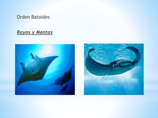 Orden Batoides
Rayas y Mantas
 