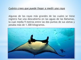 Cuánto crees que puede llegar a medir una raya
Algunas de las rayas más grandes de las cuales se tiene
registro fue una descubierta en las aguas de las Bahamas,
la cual medía 9 metros entre las dos puntas de sus aletas y
pesaba más de 1.300 kilogramos.
 