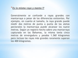 *Es lo mismo raya y manta ??
Generalmente se confunde a rayas grandes con
mantarraya a pesar de las diferencias existentes. Por
ejemplo, en cuanto al tamaño, la raya grande puede
medir dos metros de punta a punta de las aletas
pectorales la mantarraya puede alcanzar los nueve
metros. Según un registro hecho sobre una mantarraya
capturada en las Bahamas, la misma tenía cinco
metros de envergadura y pesaba 1.360 kilogramos
pero incluso las rayas más grandes raramente superan
los 400 kilogramos.
 