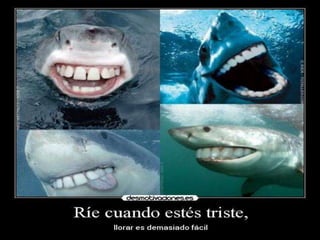 Expo peces condrictios