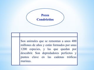 Son animales que se remontan a unos 400
millones de años y están formados por unas
1200 especies, y las que quedan por
descubrir. Son depredadores perfectos y
puntos clave en las cadenas tróficas
marinas.
 