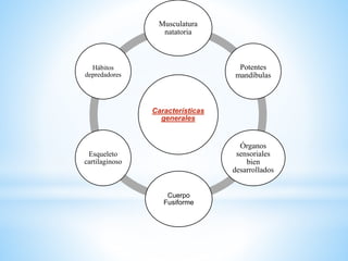 Características
generales
Musculatura
natatoria
Potentes
mandíbulas
Órganos
sensoriales
bien
desarrollados
Cuerpo
Fusiforme
Esqueleto
cartilaginoso
Hábitos
depredadores
 