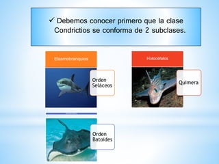 Orden
Seláceos
Elasmobranquios
Quimera
Holocéfalos
 Debemos conocer primero que la clase
Condrictios se conforma de 2 subclases.
Orden
Batoides
Elasmobranquios
 
