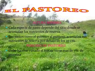 ALTURA MINIMIA:
 Cada especie de pasto depende del sitio donde se
  acumulan los nutrientes de reserva.
 Los pastos como el guinea y el puntero, acumulan sus
  nutrientes de reserva por debajo de los 20 cm.
              PERIODO DE PASTOREO
 Debe hacerse cunado el forraje tiene mas de 7% de
  proteína.
 