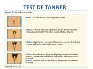 TEST DE TANNER
 