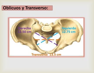 Oblicuos y Transverso:
 