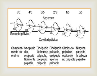 pelvis_pelvimetria_planos