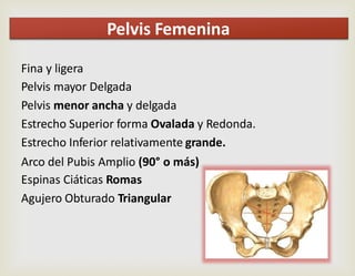 Fina y ligera
Pelvis mayor Delgada
Pelvis menor ancha y delgada
Estrecho Superior forma Ovalada y Redonda.
Estrecho Inferior relativamente grande.
Arco del Pubis Amplio (90° o más)
Espinas Ciáticas Romas
Agujero Obturado Triangular
Pelvis Femenina
 