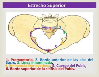 1 2
3
4
5
6
1. Promontorio, 2. Borde anterior de las alas del
Sacro, 3. Línea innominada,
4. Eminencia íleo-pectínea, 5. Cuerpo del Pubis,
6. Borde superior de la sínfisis del Pubis.
Estrecho Superior
 