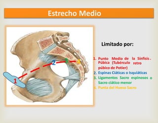 Limitado por:
1. Punto Medio de la Sínfisis
Púbica (Tubérculo retro
-
púbico de Potier)
Espinas Ciáticas o Isquiáticas
Ligamentos Sacro espinosos
Sacro ciático menor
Punta del Hueso Sacro
2.
3.
3 4
o
2
4.
1
Estrecho Medio
 