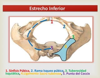 1. Sínfisis Púbica, 2. Rama Isqueo púbica, 3. Tuberosidad
Isquiática, 4.Ligamento Sacro tuberoso, 5. Punta del Coccix
Estrecho Inferior
 