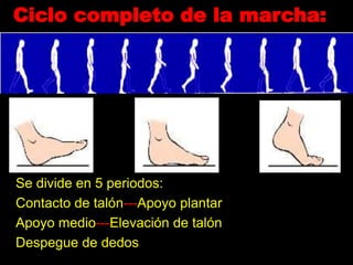 Ciclo completo de la marcha:
Se divide en 5 periodos:
Contacto de talón---Apoyo plantar
Apoyo medio---Elevación de talón
Despegue de dedos
 