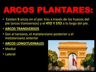 ARCOS PLANTARES:
• Existen 5 arcos en el pie: tres a través de los huesos del
pie (arcos transversos) y el 4TO Y 5TO a lo largo del pie.
• ARCOS TRANSVERSOS
• Son el tarsiano, el metatarsiano posterior y el
metatarsiano anterior
• ARCOS LONGITUDINALES
• Medial
• Lateral
 