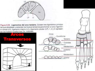 Arcos
Transversos
 
