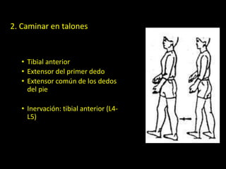 2. Caminar en talones
• Tibial anterior
• Extensor del primer dedo
• Extensor común de los dedos
del pie
• Inervación: tibial anterior (L4-
L5)
 