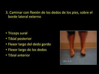 3. Caminar con flexión de los dedos de los pies, sobre el
borde lateral externo
• Triceps sural
• Tibial posterior
• Flexor largo del dedo gordo
• Flexor largo de los dedos
• Tibial anterior
 
