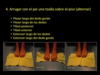 4. Arrugar con el pie una toalla sobre el piso (alternar)
• Flexor largo del dedo gordo
• Flexor largo de los dedos
• Tibial posterior
• Tibial anterior
• Extensor largo de los dedos
• Extensor largo del dedo gordo
Realizar dos repeticiones
tres veces al día
 