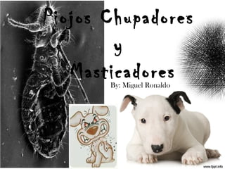 Piojos Chupadores
        y
   Masticadores
       By: Miguel Ronaldo
 