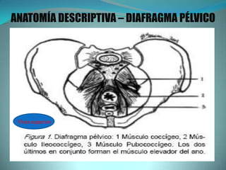 ANATOMÍA DESCRIPTIVA – DIAFRAGMA PÉLVICO
Vista superior
 