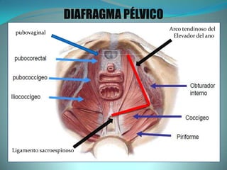 DIAFRAGMA PÉLVICO
pubovaginal
Ligamento sacroespinoso
Arco tendinoso del
Elevador del ano
 