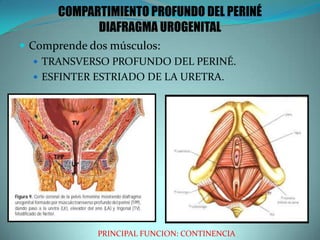 COMPARTIMIENTO PROFUNDO DEL PERINÉ
DIAFRAGMA UROGENITAL
 Comprende dos músculos:
 TRANSVERSO PROFUNDO DEL PERINÉ.
 ESFINTER ESTRIADO DE LA URETRA.
PRINCIPAL FUNCION: CONTINENCIA
 