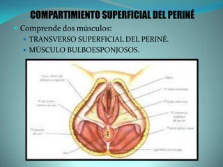 COMPARTIMIENTO SUPERFICIAL DEL PERINÉ
 Comprende dos músculos:
 TRANSVERSO SUPERFICIAL DEL PERINÉ.
 MÚSCULO BULBOESPONJOSOS.
 