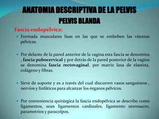 ANATOMIA DESCRIPTIVA DE LA PELVIS
PELVIS BLANDA
 Fascia endopélvica:
 Formada musculares lisas en las que se embeben las vísceras
pélvicas.
 Por delante de la pared anterior de la vagina esta fascia se denomina
, fascia pubocervical y por detrás de la pared posterior de la vagina
se denomina fascia rectovaginal. por matriz laxa de elastina,
colágeno y fibras.
 Sirve de soporte y es a través del cual discurren vasos sanguíneos ,
nervios y linfáticos para alcanzar los órganos pélvicos.
 Por conveniencia quirúrgica la fascia endopélvica se describe como
ligamentos, sean ligamentos cardinales, ligamento uterosacro,
parametrios y paracolpos.
 