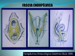 FASCIA ENDOPÉLVICA
 