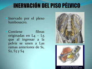 INERVACIÓN DEL PISO PÉLVICO
 Inervado por el plexo
lumbosacro.
 Contiene fibras
originadas en L4 – L5
que al ingresar a la
pelvis se unen a Las
ramas anteriores de S1,
S2, S3 y S4
 