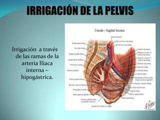 IRRIGACIÓN DE LA PELVIS
Irrigación a través
de las ramas de la
arteria Iliaca
interna –
hipogástrica.
 