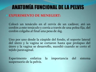  EXPERIMENTO DE MENEGERT:
Colocó un tenáculo en el cervix de un cadáver, ató un
cordón a este tenáculo y corría a través de una polea fija, del
cordón colgaba al final una pesa de 1kg.
Uno por uno desde la cúspide del fondo, el soporte lateral
del útero y la vagina se cortaron hasta que prolapso del
útero y la vagina se desarrollo, sucedió cuando se corto el
tejido paravaginal.
Experimento enfatiza la importancia del sistema
suspensorio de la pelvis.
ANATOMÍA FUNCIONAL DE LA PELVIS
 