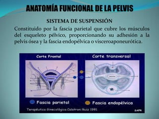 SISTEMA DE SUSPENSIÓN
Constituido por la fascia parietal que cubre los músculos
del esqueleto pélvico, proporcionando su adhesión a la
pelvis ósea y la fascia endopélvica o visceroaponeurótica.
ANATOMÍA FUNCIONAL DE LA PELVIS
 