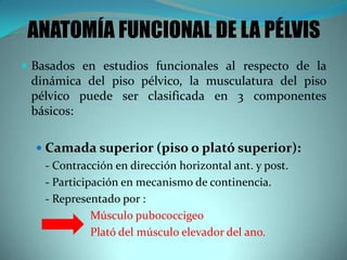  Basados en estudios funcionales al respecto de la
dinámica del piso pélvico, la musculatura del piso
pélvico puede ser clasificada en 3 componentes
básicos:
 Camada superior (piso o plató superior):
- Contracción en dirección horizontal ant. y post.
- Participación en mecanismo de continencia.
- Representado por :
Músculo pubococcigeo
Plató del músculo elevador del ano.
ANATOMÍA FUNCIONAL DE LA PÉLVIS
 