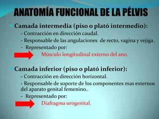  Camada intermedia (piso o plató intermedio):
- Contracción en dirección caudal.
- Responsable de las angulaciones de recto, vagina y vejiga.
- Representado por:
Músculo longitudinal externo del ano.
 Camada inferior (piso o plató inferior):
- Contracción en dirección horizontal.
- Responsable de soporte de los componentes mas externos
del aparato genital femenino..
- Representado por:
Diafragma urogenital.
ANATOMÍA FUNCIONAL DE LA PÉLVIS
 