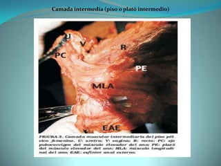 Camada intermedia (piso o plató intermedio)
 