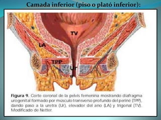 Camada inferior (piso o plató inferior):
 
