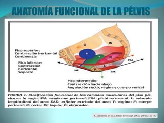 ANATOMÍA FUNCIONAL DE LA PÉLVIS
 